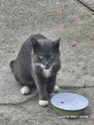 Found/Stray Unknown Cat last seen Behind Donohue Funeral Home Route 3 near Rt 352, West Chester, PA 19382