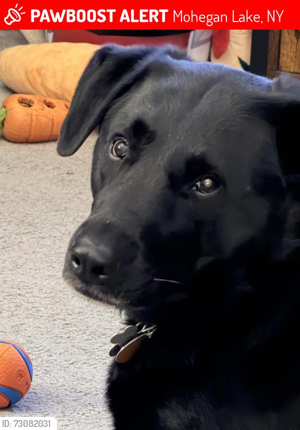 Lost Female Dog last seen Foothill and Peekskill Hollow road, Mohegan Lake, NY 10547