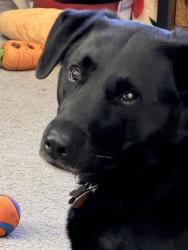 Lost Female Dog last seen Foothill and Peekskill Hollow road, Mohegan Lake, NY 10547