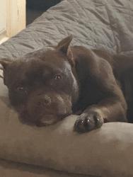 Found/Stray Female Dog last seen Southeastern and Troy ave, Indianapolis, IN 46239