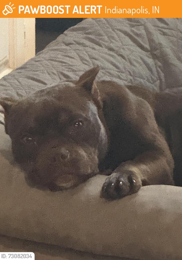 Found/Stray Female Dog last seen Southeastern and Troy ave, Indianapolis, IN 46239