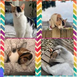 Lost Female Cat last seen Audenshaw allotment, Audenshaw, England 
