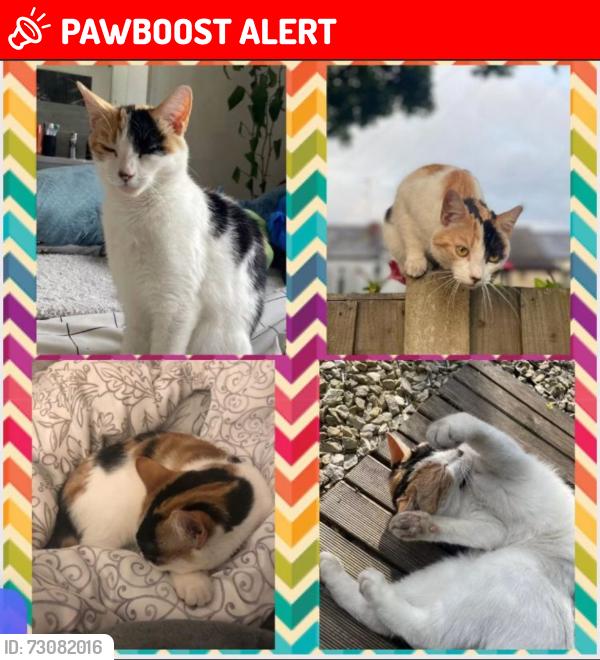 Lost Female Cat last seen Audenshaw allotment, Audenshaw, England 