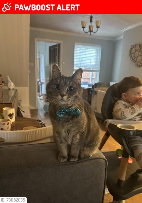 Lost Female Cat last seen Near 37 Great Eastern Road, Warley, England CM14 5EH