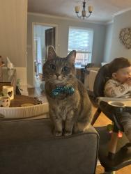 Lost Female Cat last seen Near 37 Great Eastern Road, Warley, England CM14 5EH