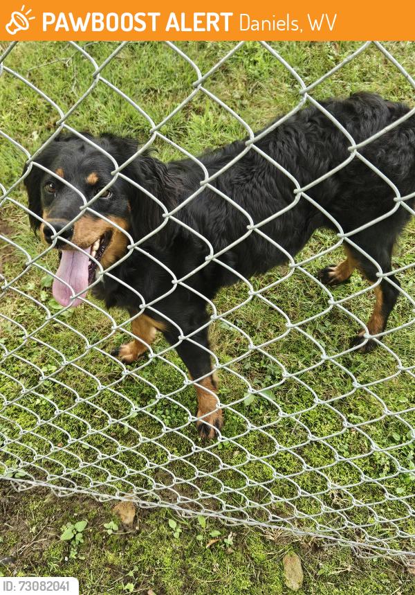 Found/Stray Female Dog last seen C&O road Daniels, Wv, Daniels, WV 25832
