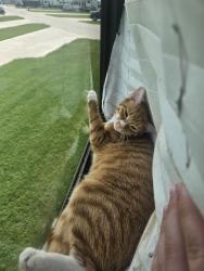 Lost Male Cat last seen Highland Hideaway RV Park, Cleburne, TX 76033