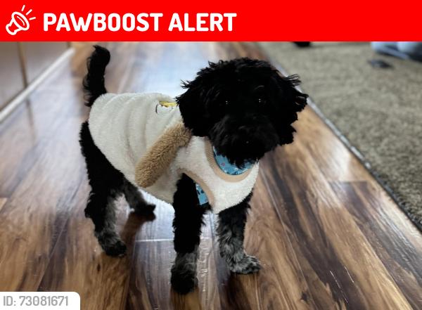 Lost Male Dog last seen stoner court dr, Colorado Springs, CO 80916