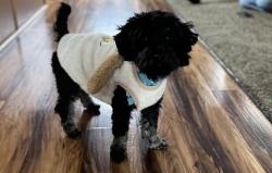 Lost Male Dog last seen stoner court dr, Colorado Springs, CO 80916