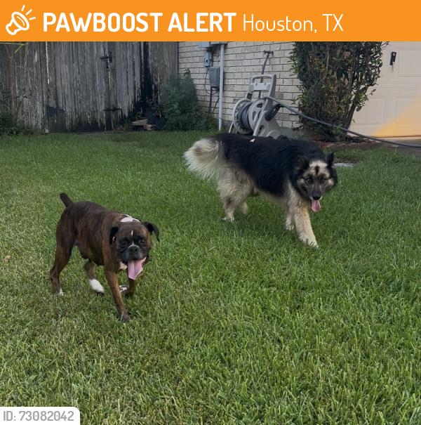 Found/Stray Unknown Dog last seen Gains rd., Houston, TX 77083