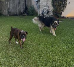 Found/Stray Unknown Dog last seen Gains rd., Houston, TX 77083