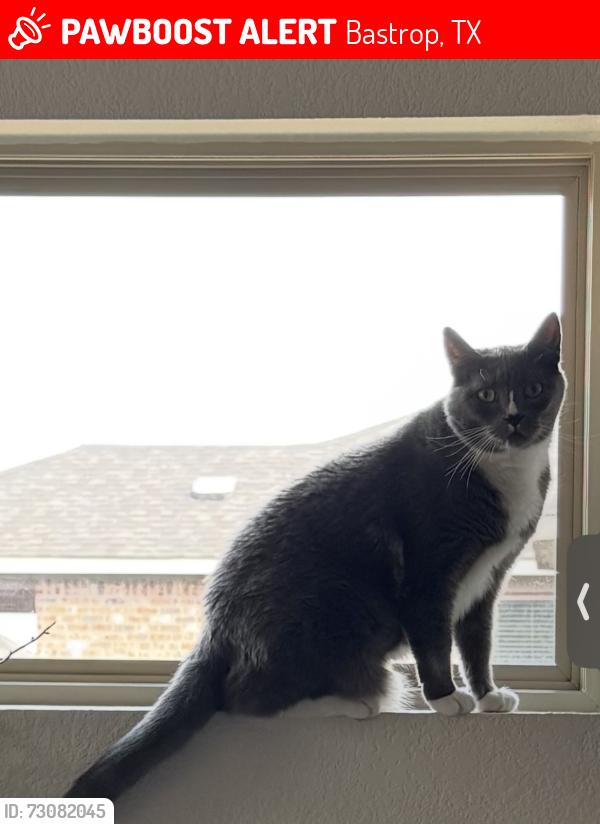 Lost Male Cat last seen Sam Houston, Bastrop, TX 78602