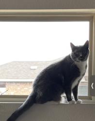Lost Male Cat last seen Sam Houston, Bastrop, TX 78602