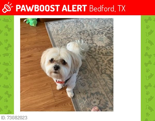 Lost Female Dog last seen Jerry lane & Pipeline, Bedford, TX 76022