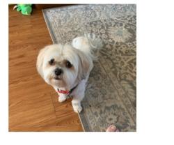 Lost Female Dog last seen Jerry lane & Pipeline, Bedford, TX 76022