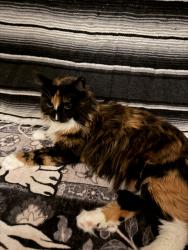 Lost Female Cat last seen Near Bickford Circle under car, Fairfield, CA 94533