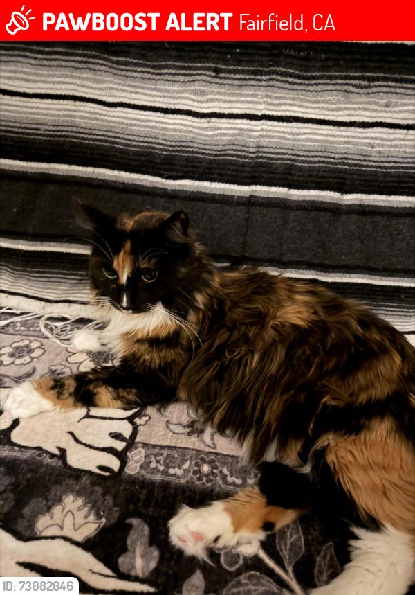 Lost Female Cat last seen Near Bickford Circle under car, Fairfield, CA 94533