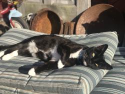 Lost Male Cat last seen Fair Ave. near: Oxford, Sunset, Wanzer, Getchell, Santa Cruz, CA 95060