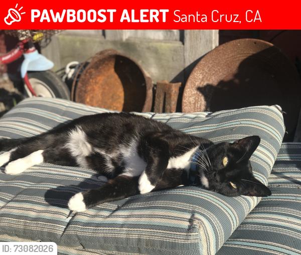 Lost Male Cat last seen Fair Ave. near: Oxford, Sunset, Wanzer, Getchell, Santa Cruz, CA 95060