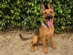 Shelter Stray Male Dog last seen 8TH ST X I ST, 2481 Palomar Airport Rd, Carlsbad, CA 92011, USA