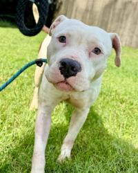 Shelter Stray Female Dog last seen Near BLOCK RIVER RD, 3528 Newburg Rd, Louisville, KY 40218, USA
