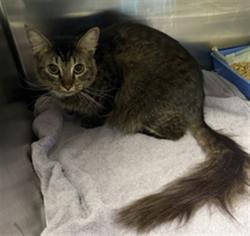 Shelter Stray Female Cat last seen , 11361 W Pico Blvd, Los Angeles, CA 90064, USA