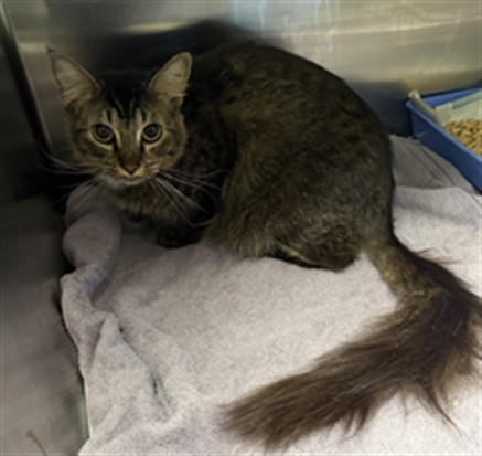 Shelter Stray Female Cat last seen , 11361 W Pico Blvd, Los Angeles, CA 90064, USA