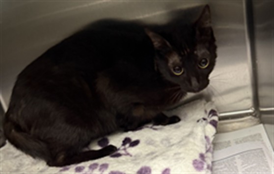 Shelter Stray Female Cat last seen , 11361 W Pico Blvd, Los Angeles, CA 90064, USA