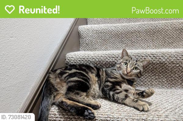 Reunited Male Cat last seen Near Elverton Drive, Oakland, CA 94611, Oakland, CA 94611