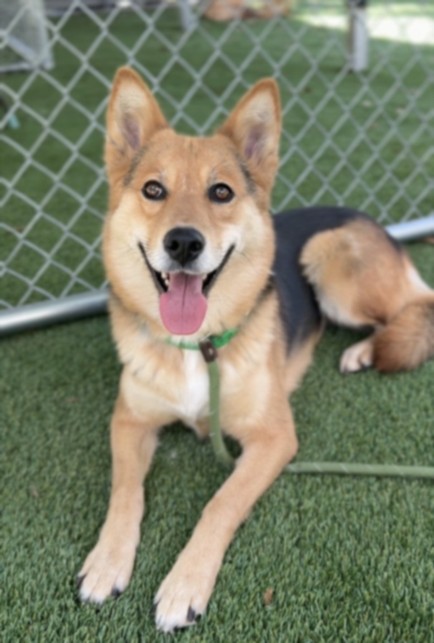 Shelter Stray Female Dog last seen , 1850 W 60th St, Los Angeles, CA 90047, USA