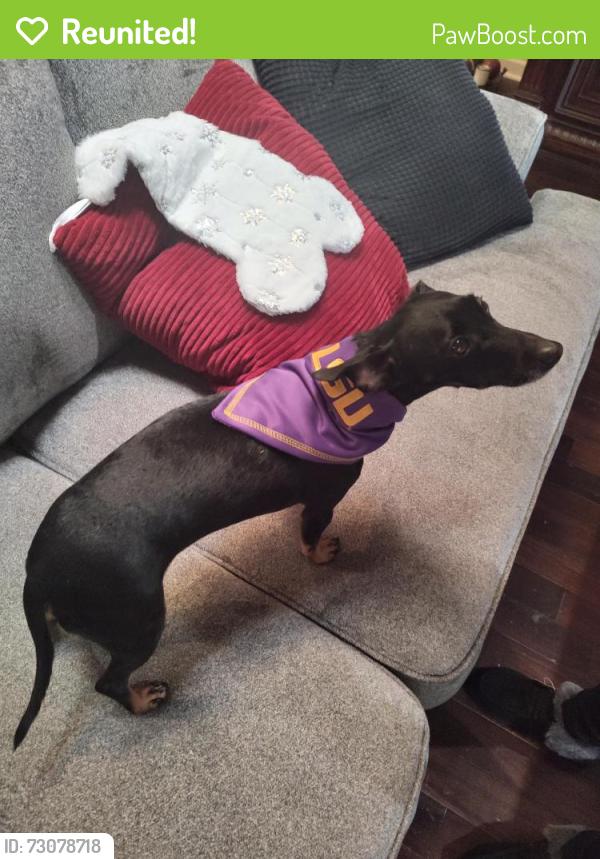 Reunited Male Dog last seen E. Broussard/Riverwoods/Deerpark Trail, Lafayette, LA 70508