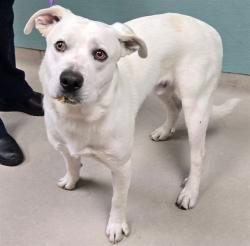 Shelter Stray Male Dog last seen Near E 4TH ST, RENO NV 89512, 2825 Longley Ln Suite A, Reno, NV 89502, USA