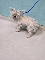 Shelter Stray Male Dog last seen Near ODDIE BLVD, SPARKS NV 89431, 2825 Longley Ln Suite A, Reno, NV 89502, USA