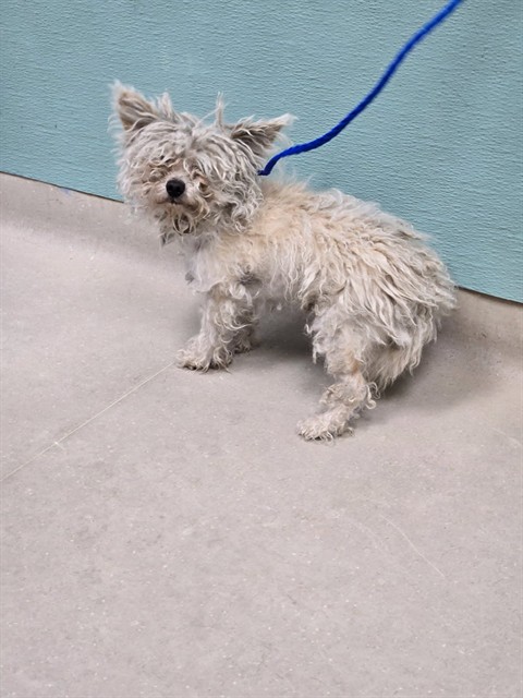 Shelter Stray Male Dog last seen Near ODDIE BLVD, SPARKS NV 89431, 2825 Longley Ln Suite A, Reno, NV 89502, USA