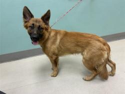 Shelter Stray Male Dog last seen Near BLOCK S ROCK BLVD, SPARKS NV 89431, 2825 Longley Ln Suite A, Reno, NV 89502, USA
