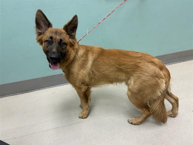 Shelter Stray Male Dog last seen Near BLOCK S ROCK BLVD, SPARKS NV 89431, 2825 Longley Ln Suite A, Reno, NV 89502, USA