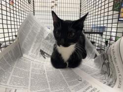 Shelter Stray Female Cat last seen , 1850 W 60th St, Los Angeles, CA 90047, USA