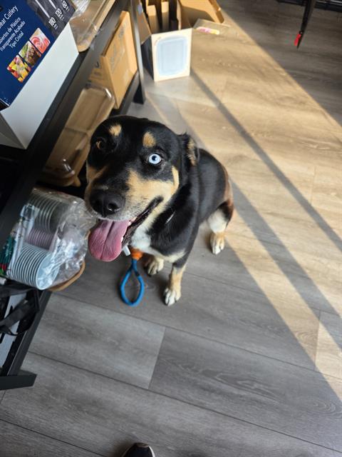 Shelter Stray Female Dog last seen FM 78 HEB, 4710 TX-151, San Antonio, TX 78227, USA