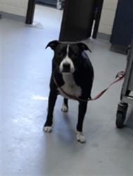 Shelter Stray Female Dog last seen Near BLOCK CHICKEN FOOT RD, HOPE MILLS NC 28348, 4704 Corporation Dr, Fayetteville, NC 28306, USA