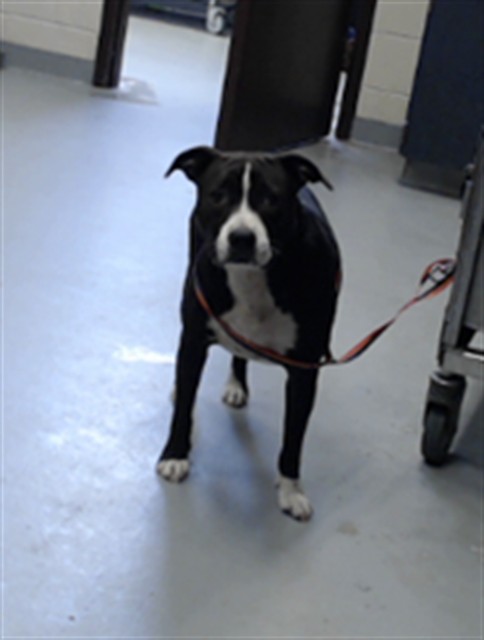 Shelter Stray Female Dog last seen Near BLOCK CHICKEN FOOT RD, HOPE MILLS NC 28348, 4704 Corporation Dr, Fayetteville, NC 28306, USA