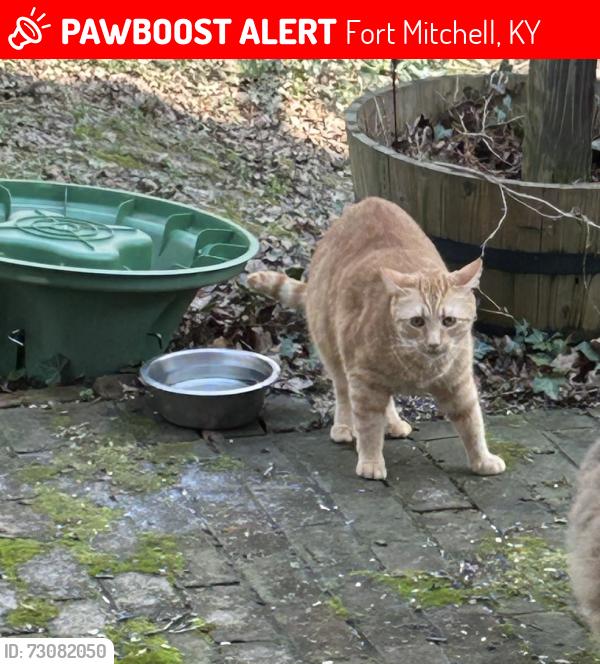 Lost Male Cat last seen End of Greenbriar Avenue, Fort Mitchell, KY 41017, Fort Mitchell, KY 41017