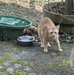 Lost Male Cat last seen End of Greenbriar Avenue, Fort Mitchell, KY 41017, Fort Mitchell, KY 41017