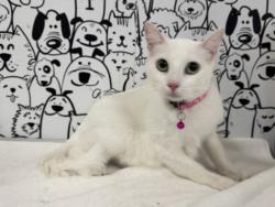 Shelter Stray Female Cat last seen , 957 N Gaffey St, San Pedro, CA 90731, USA
