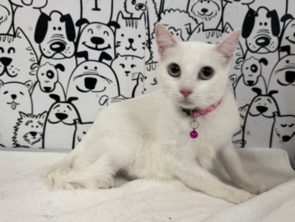 Shelter Stray Female Cat last seen , 957 N Gaffey St, San Pedro, CA 90731, USA