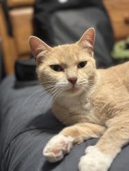 Lost Female Cat last seen Near Palm & liquor xpress, Walhalla, SC 29691