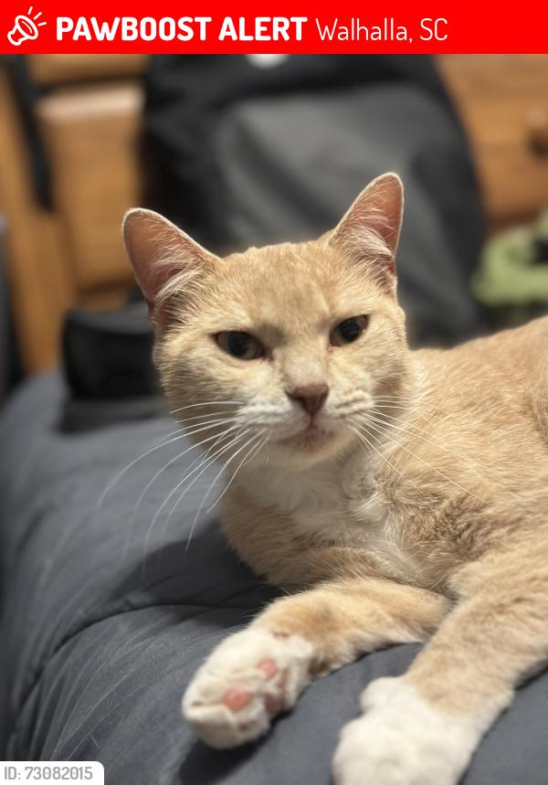 Lost Female Cat last seen Near Palm & liquor xpress, Walhalla, SC 29691