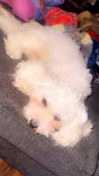 Lost Male Dog last seen Near Element apmts, West Allis, WI 53214