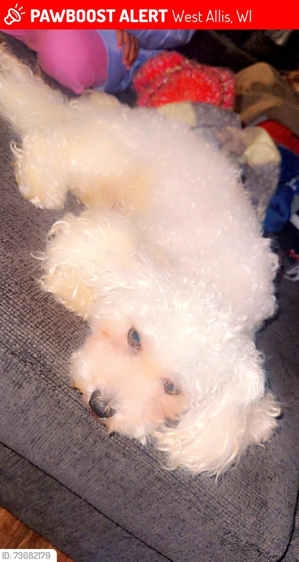 Lost Male Dog last seen Near Element apmts, West Allis, WI 53214