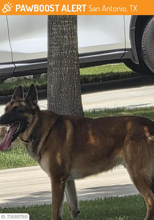Found/Stray Male Dog last seen Scarborough Elementary School, San Antonio, TX 78254