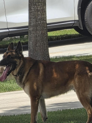 Found/Stray Male Dog last seen Scarborough Elementary School, San Antonio, TX 78254